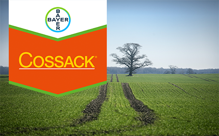 Cossack logo og et træ på en mark.